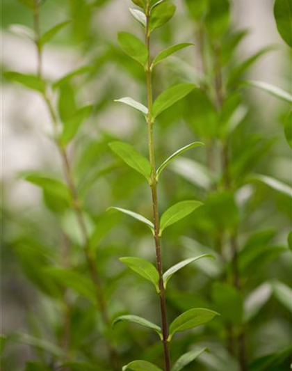 Ligustrum vulgare 'Atrovirens' 