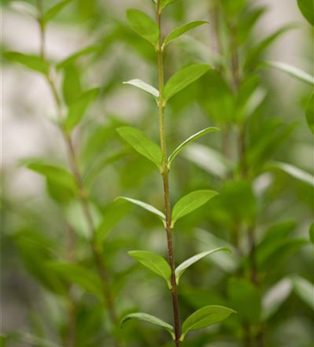 Ligustrum vulgare 'Atrovirens' 