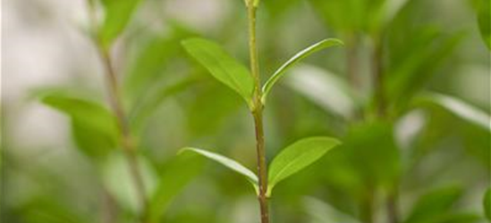 Ligustrum vulgare 'Atrovirens' 