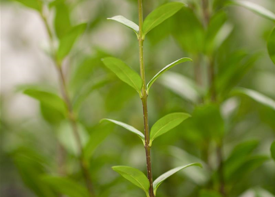 Ligustrum vulgare 'Atrovirens' 