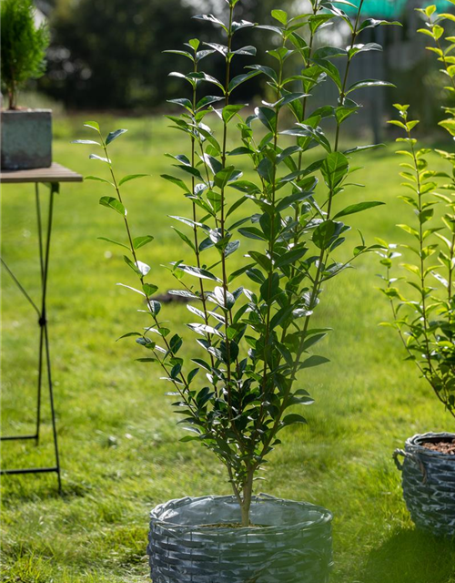 Ligustrum vulgare 'Atrovirens' 