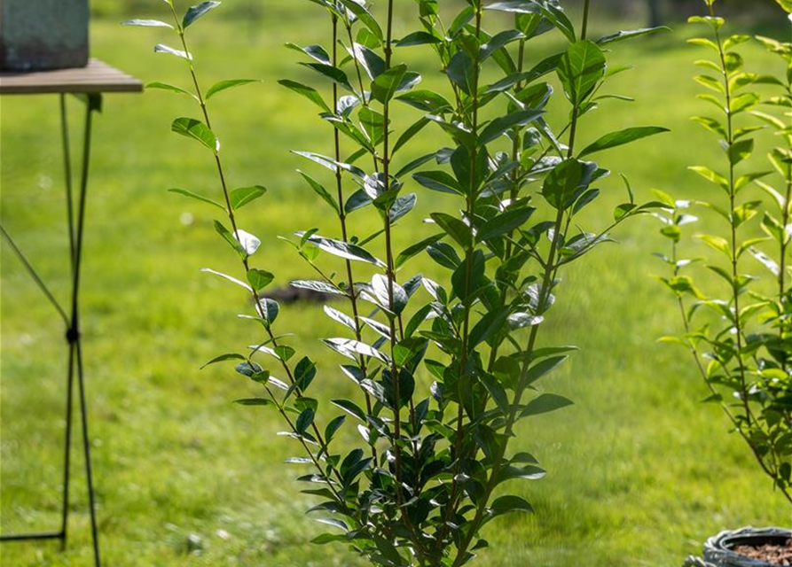 Ligustrum vulgare 'Atrovirens' 