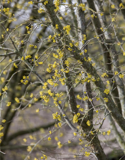 Cornus mas 