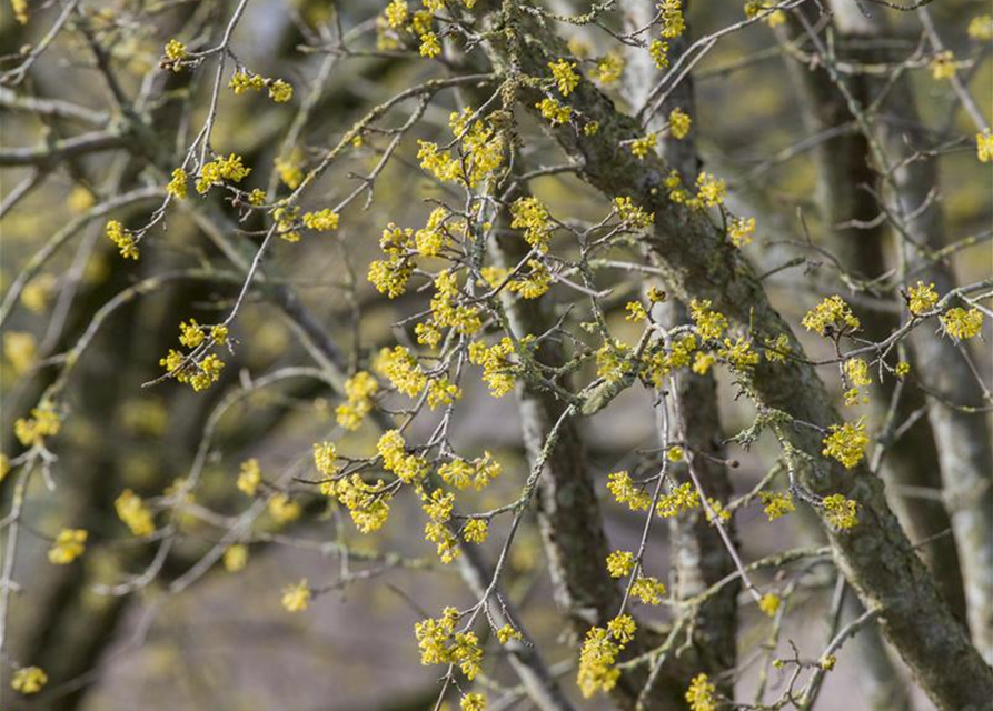 Cornus mas 