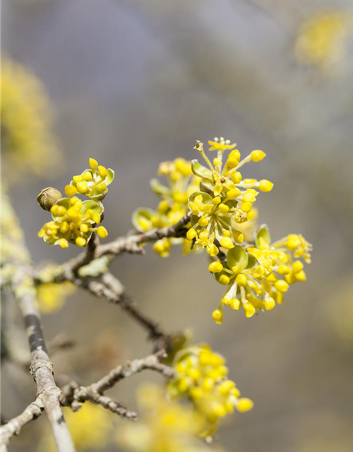 Cornus mas 