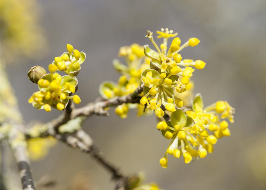 Cornus mas 