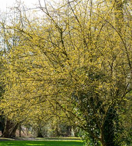 Cornus mas 