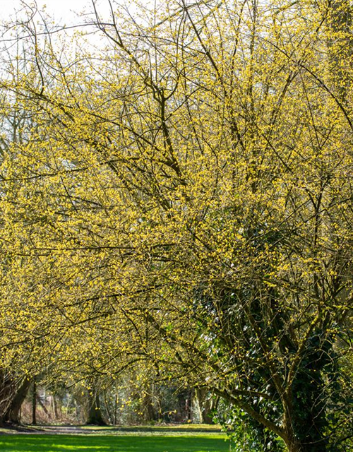 Cornus mas 