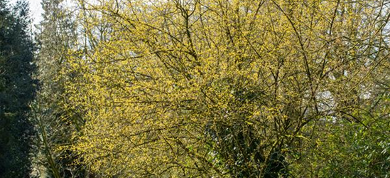 Cornus mas 