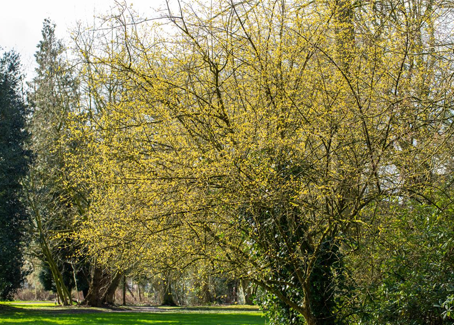 Cornus mas 