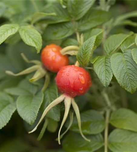 Rosa rugosa 