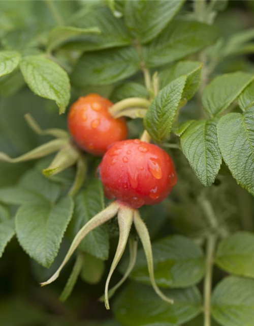 Rosa rugosa 