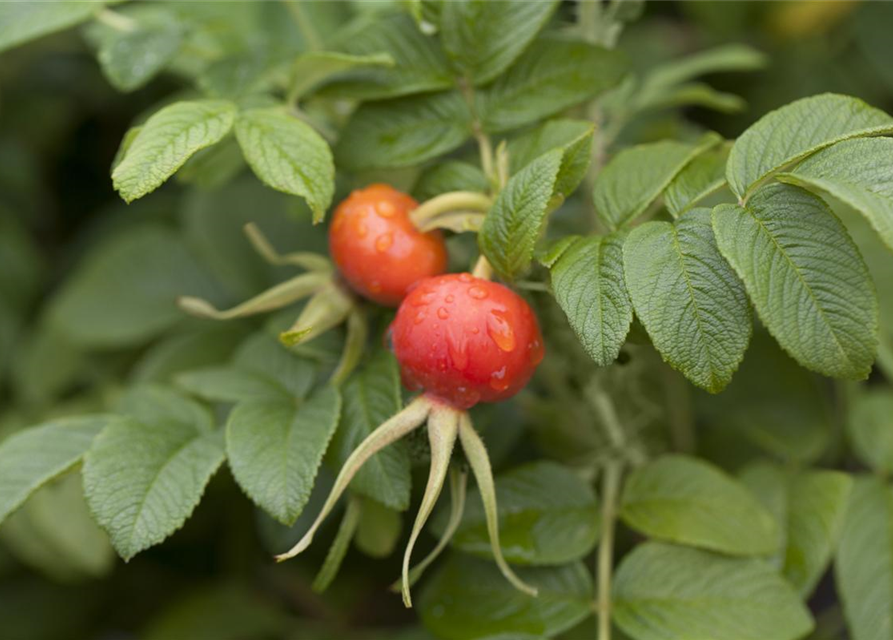 Rosa rugosa 