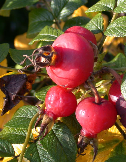 Rosa rugosa 