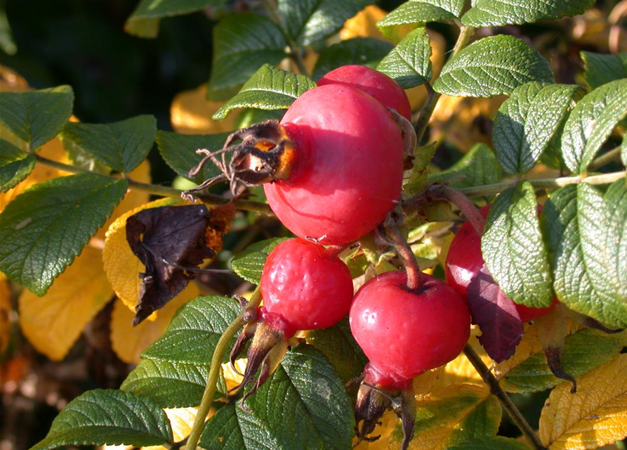 Rosa rugosa 