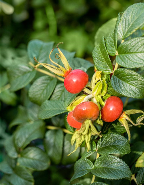 Rosa rugosa 