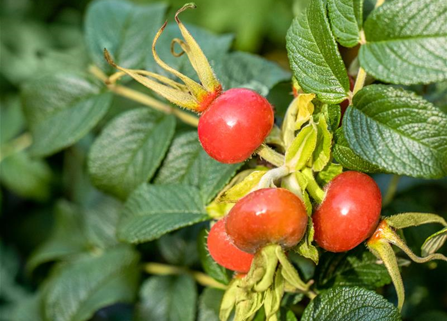 Rosa rugosa 