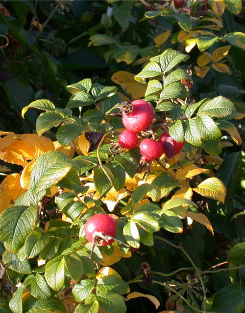 Rosa rugosa 