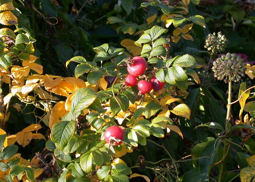 Rosa rugosa 