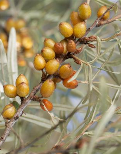 Hippophae rhamnoides 'Vitaminhochzeit' 