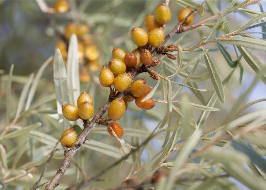 Hippophae rhamnoides 'Vitaminhochzeit' 