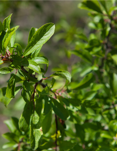 Prunus spinosa 