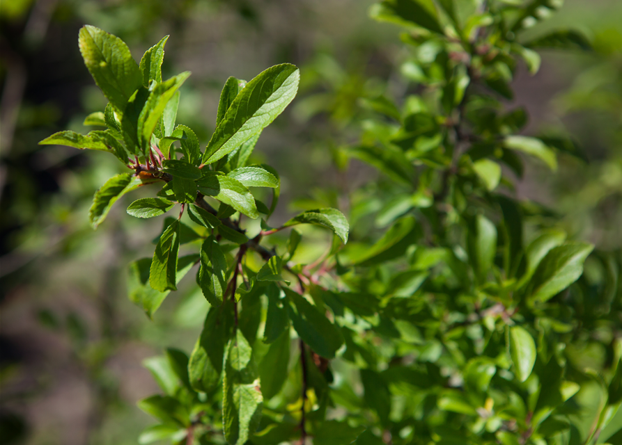 Prunus spinosa 