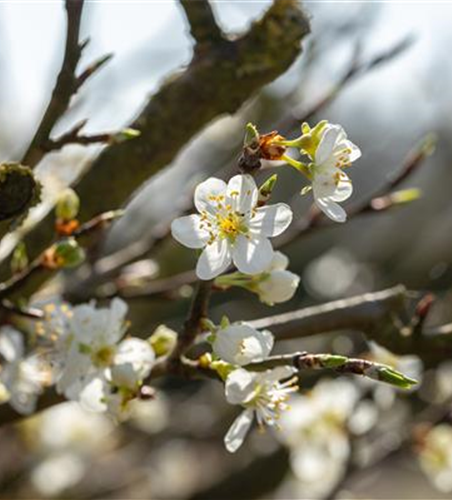 Prunus spinosa 