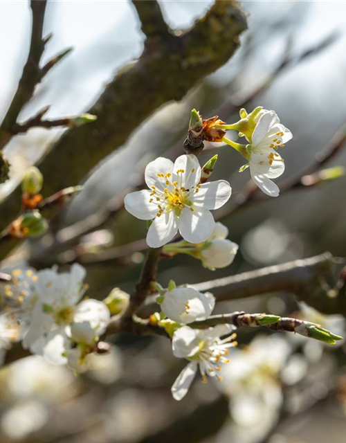 Prunus spinosa 