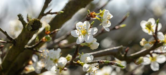 Prunus spinosa 