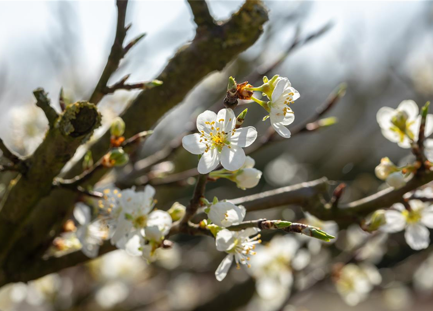 Prunus spinosa 