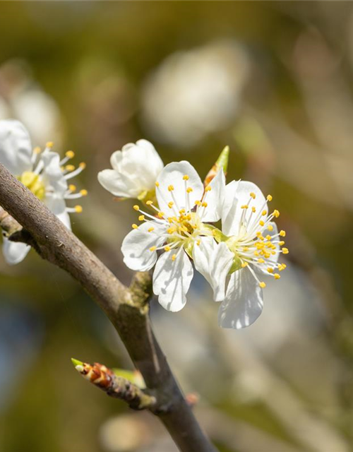 Prunus spinosa 