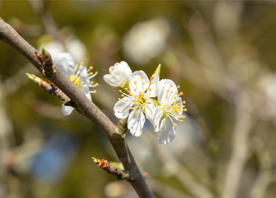 Prunus spinosa 