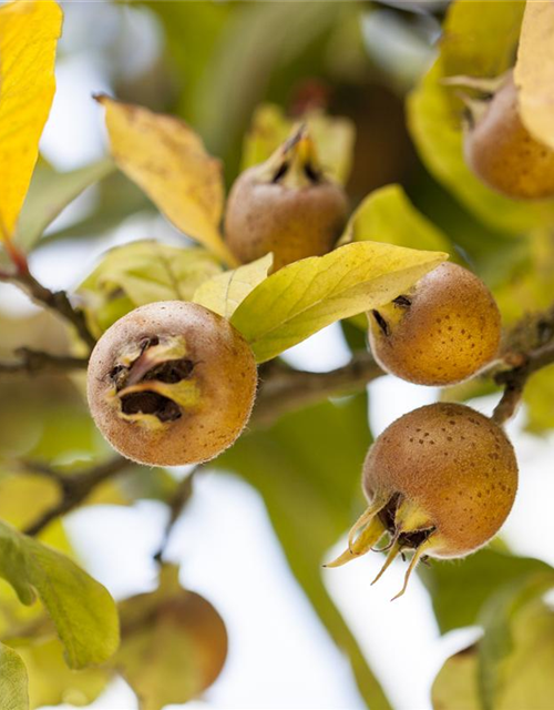 Mespilus germanica 