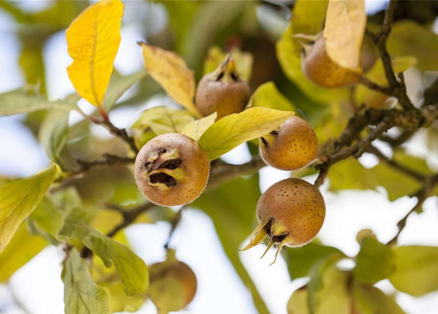 Mespilus germanica 