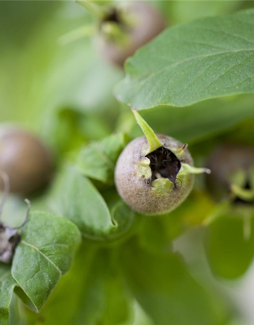 Mespilus germanica 