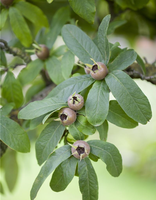 Mespilus germanica 