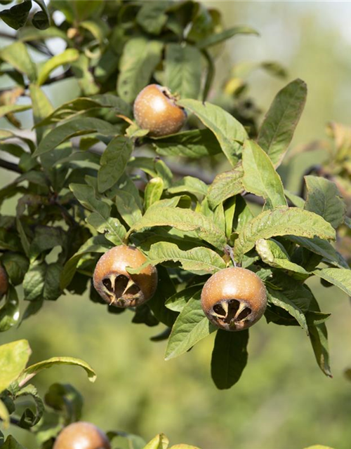 Mespilus germanica 