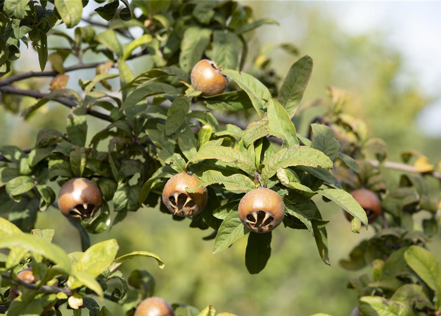 Mespilus germanica 