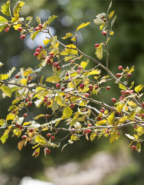 Crataegus monogyna 