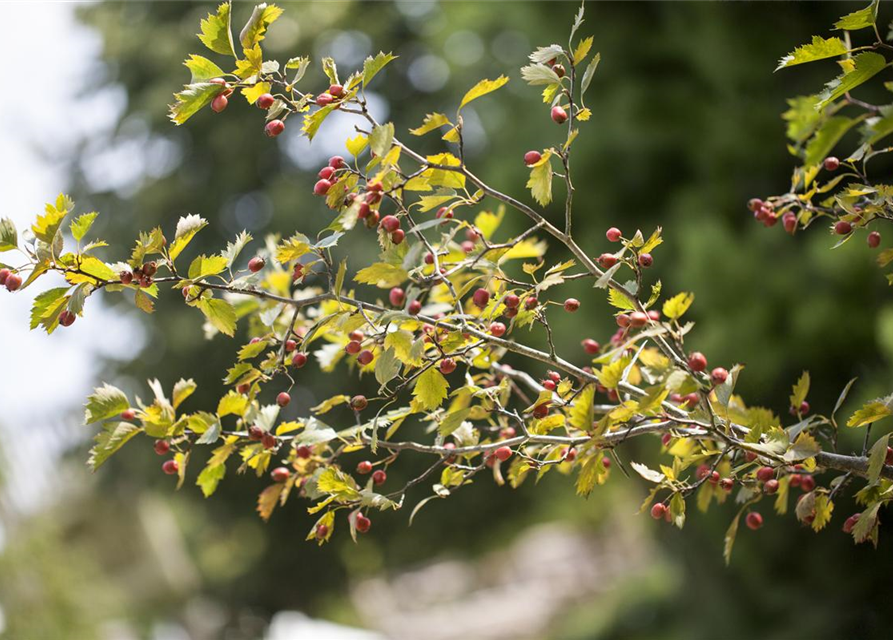 Crataegus monogyna 