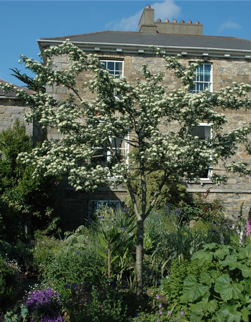 Crataegus monogyna 