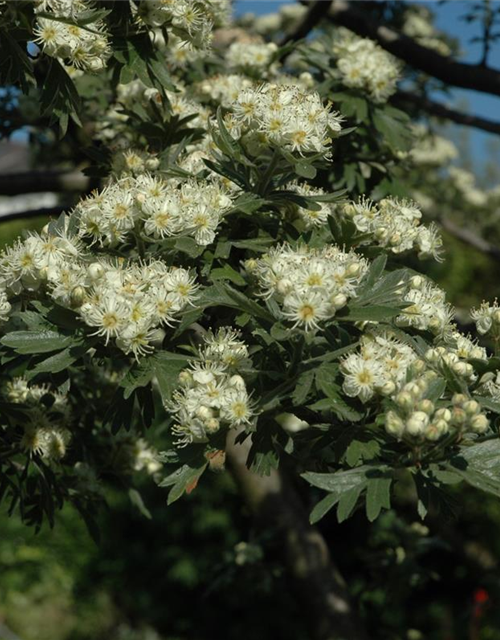 Crataegus monogyna 