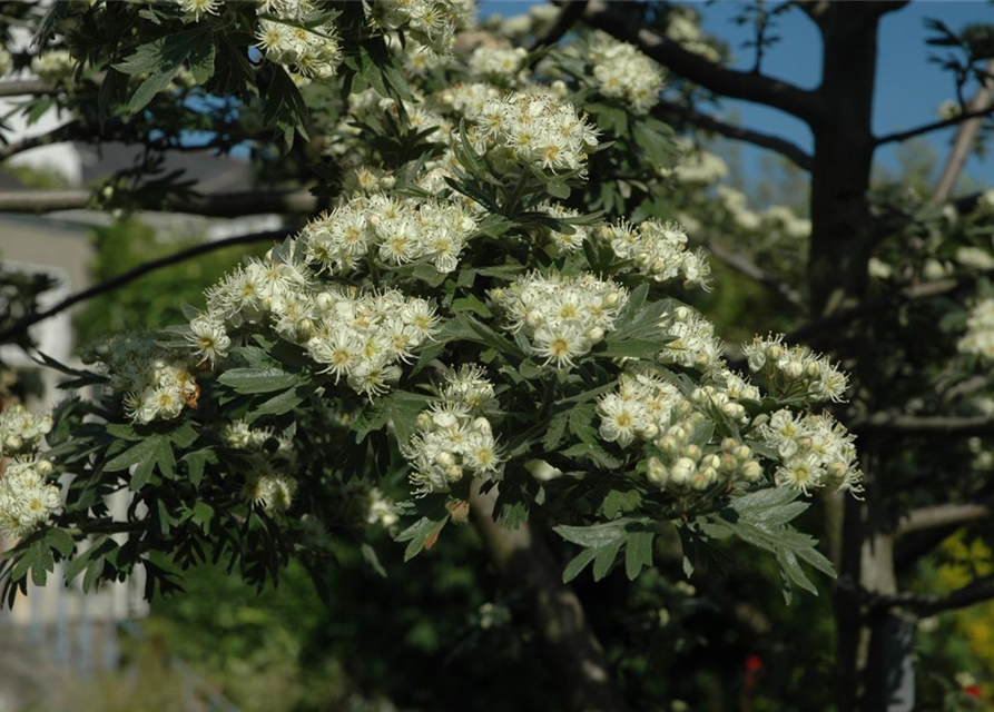 Crataegus monogyna 