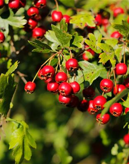 Crataegus monogyna 