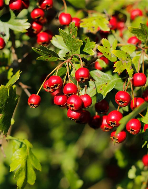 Crataegus monogyna 