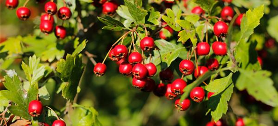 Crataegus monogyna 