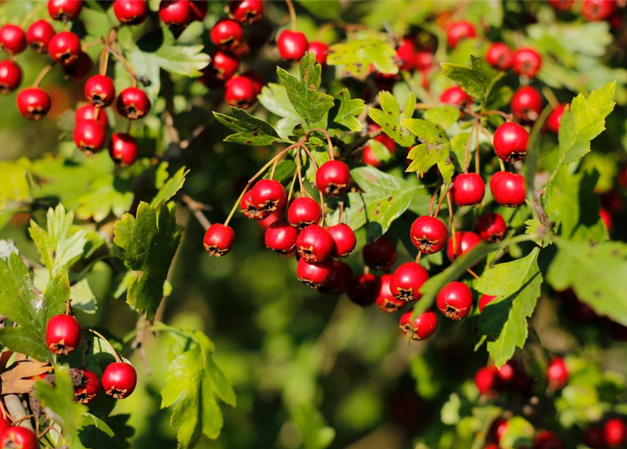 Crataegus monogyna 