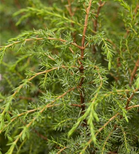 Juniperus com.'Hibernica' 