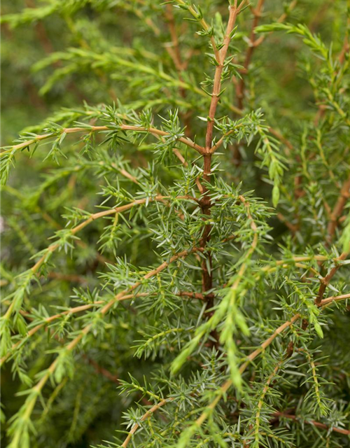 Juniperus com.'Hibernica' 